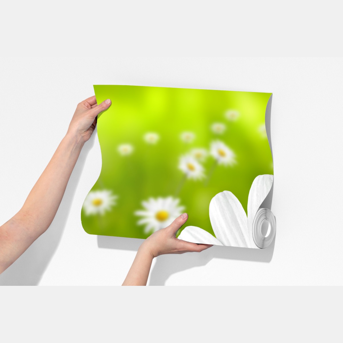 Fototapeta białe stokrotki na łące – Wallissimo® Fototapeta białe stokrotki na łące – Wallissimo®