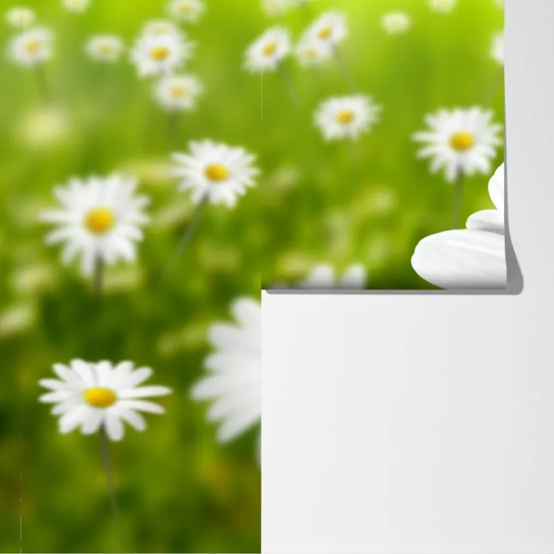 Fototapeta białe stokrotki na łące – Wallissimo® Fototapeta białe stokrotki na łące – Wallissimo®