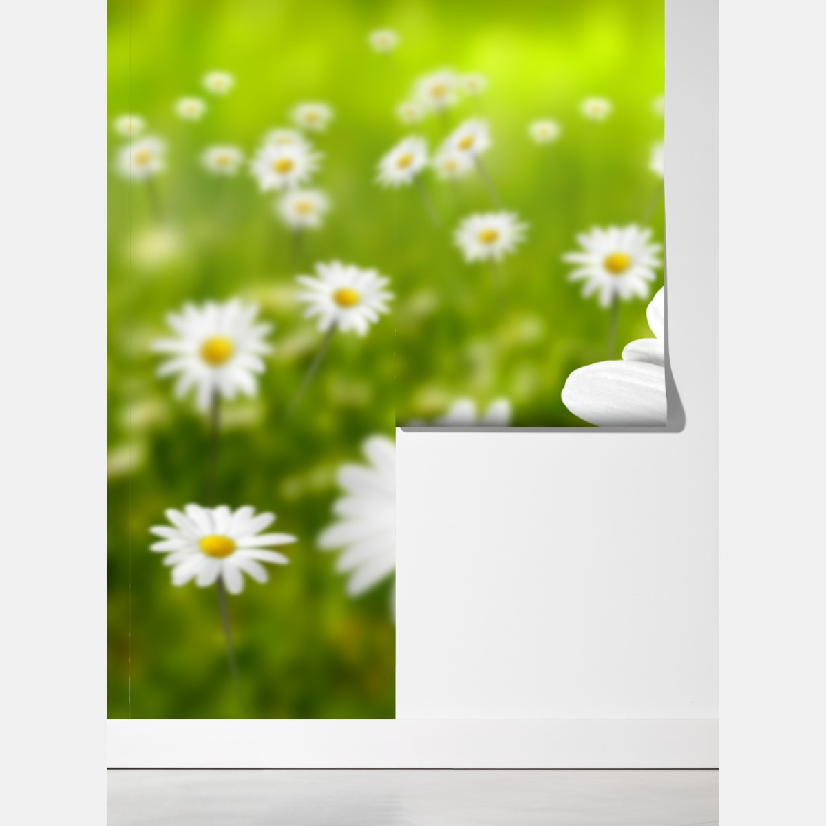 Fototapeta białe stokrotki na łące – Wallissimo® Fototapeta białe stokrotki na łące – Wallissimo®
