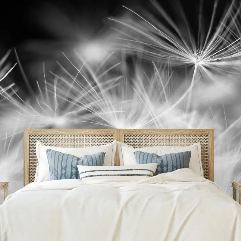 Fototapeta delikatne nasiona dmuchawca czarno-białe