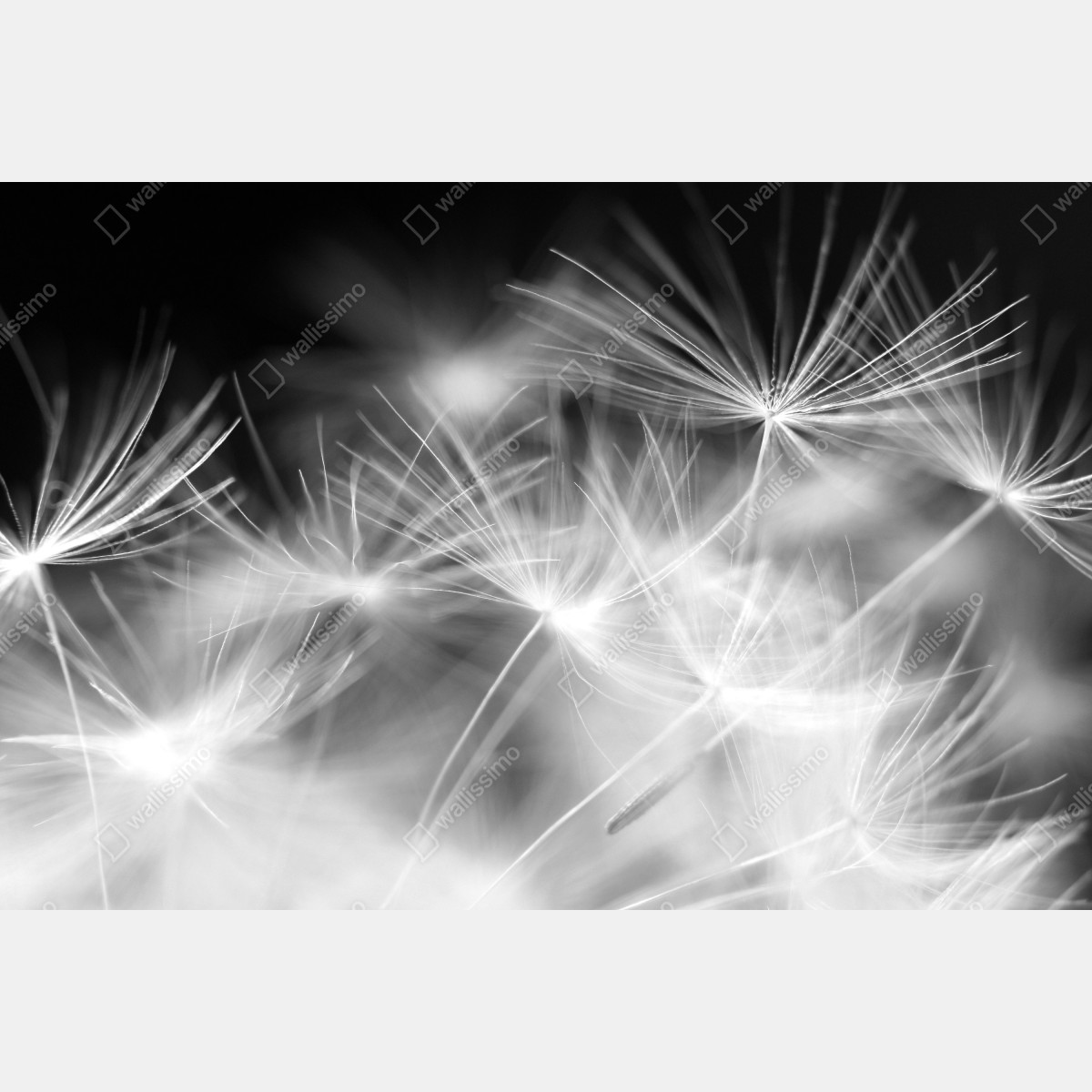 Fototapeta delikatne nasiona dmuchawca czarno-białe – Wallissimo® Fototapeta delikatne nasiona dmuchawca czarno-białe – Wallissimo®