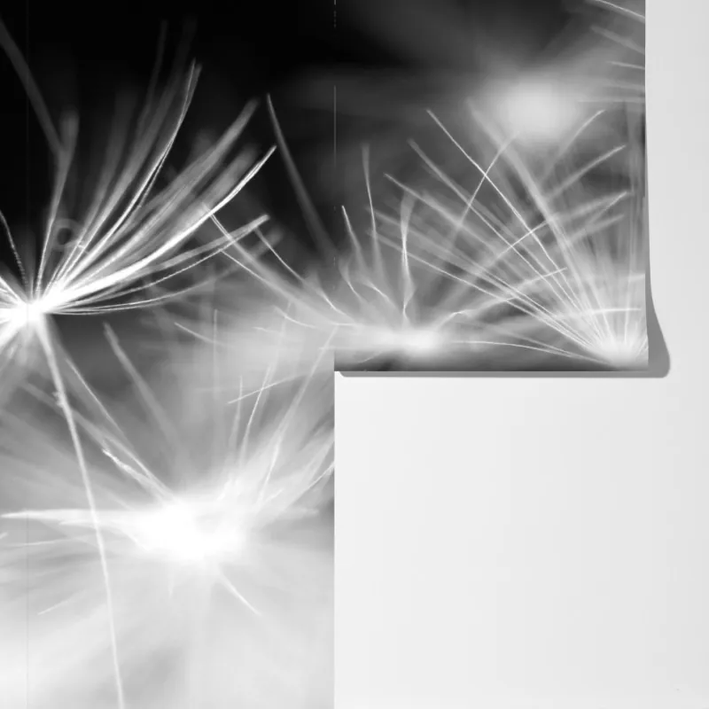 Fototapeta delikatne nasiona dmuchawca czarno-białe – Wallissimo® Fototapeta delikatne nasiona dmuchawca czarno-białe – Wallissimo®