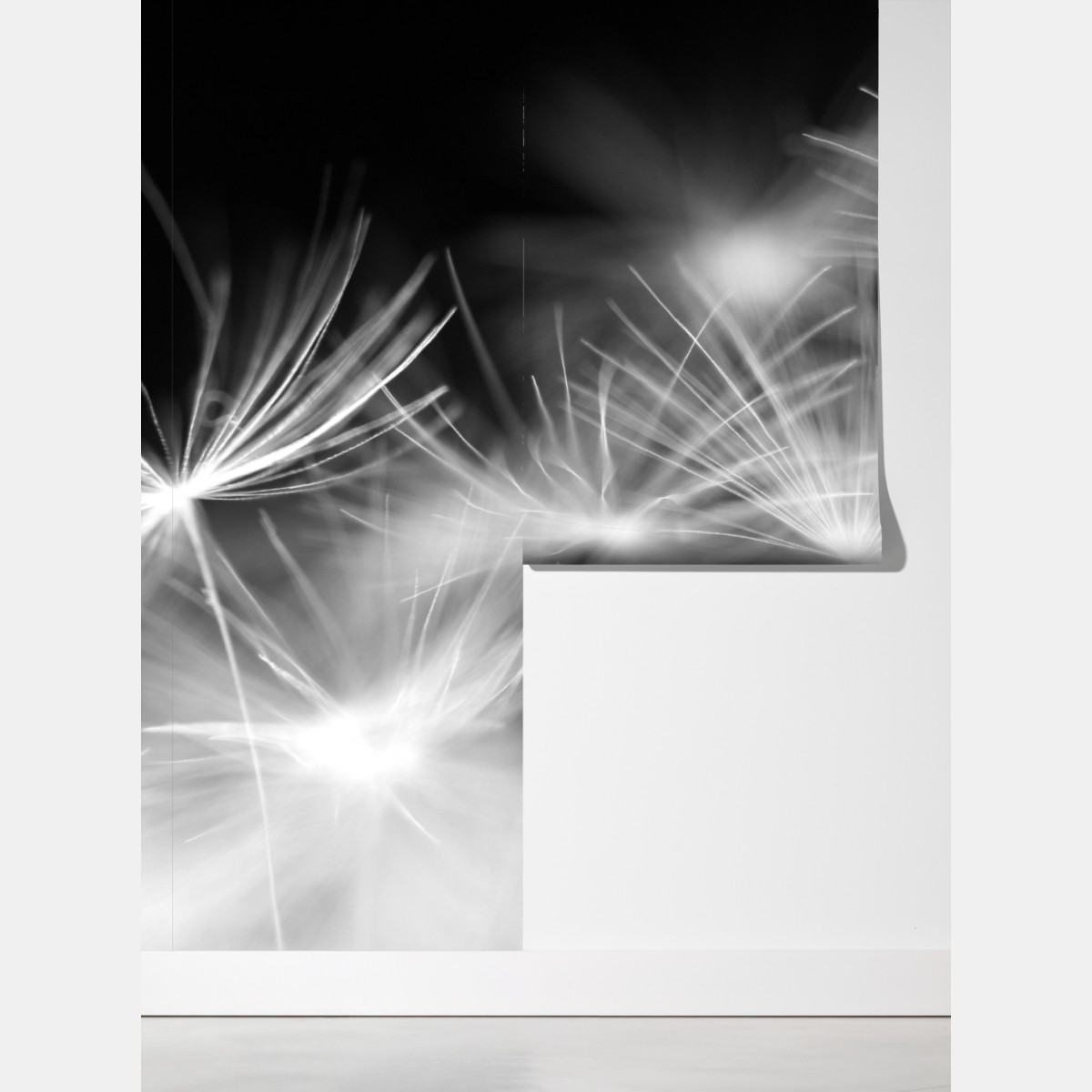 Fototapeta delikatne nasiona dmuchawca czarno-białe – Wallissimo® Fototapeta delikatne nasiona dmuchawca czarno-białe – Wallissimo®