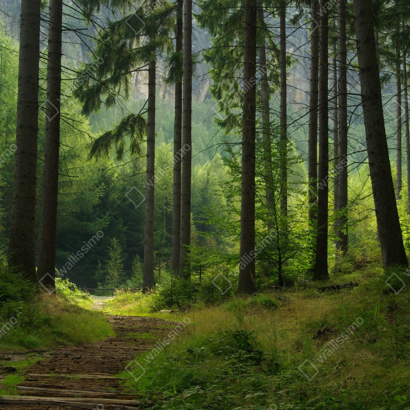 Fototapeta spokojna leśna ścieżka – Wallissimo® Fototapeta spokojna leśna ścieżka – Wallissimo®