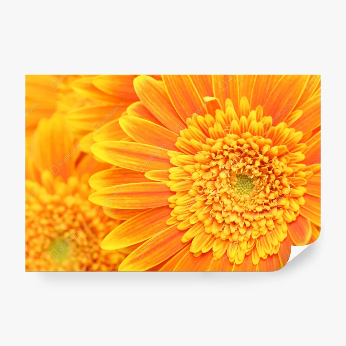 Fototapeta intensywna pomarańczowa gerbera z bliska – Wallissimo® Fototapeta intensywna pomarańczowa gerbera z bliska – Wallissimo®