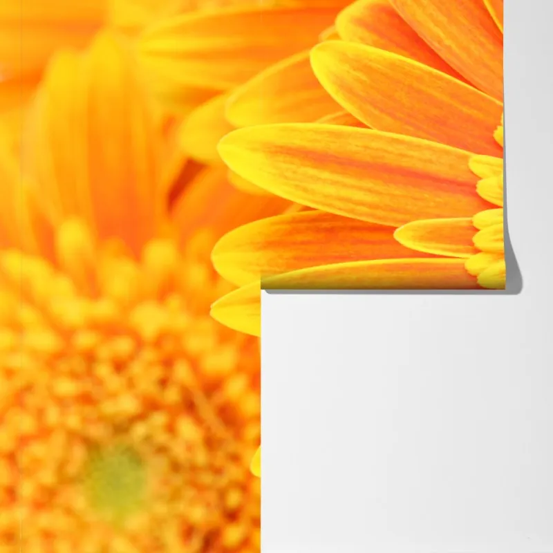 Fototapeta intensywna pomarańczowa gerbera z bliska – Wallissimo® Fototapeta intensywna pomarańczowa gerbera z bliska – Wallissimo®
