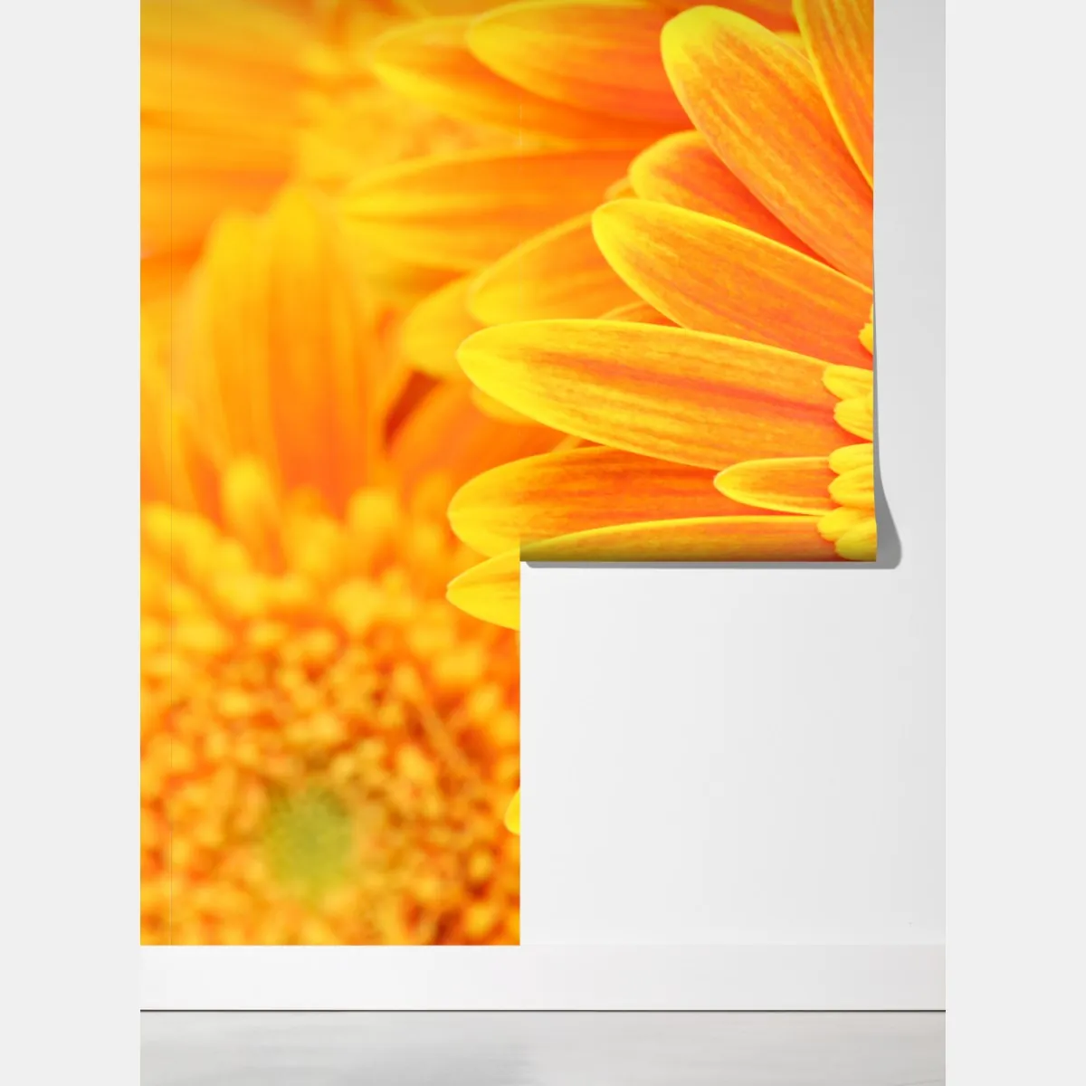 Fototapeta intensywna pomarańczowa gerbera z bliska – Wallissimo® Fototapeta intensywna pomarańczowa gerbera z bliska – Wallissimo®