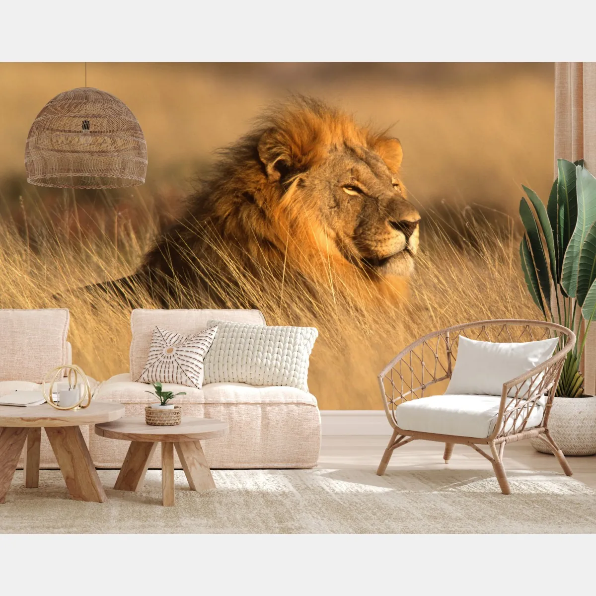 Fototapeta majestatyczny lew w wysokiej trawie – Wallissimo® Fototapeta majestatyczny lew w wysokiej trawie – Wallissimo®