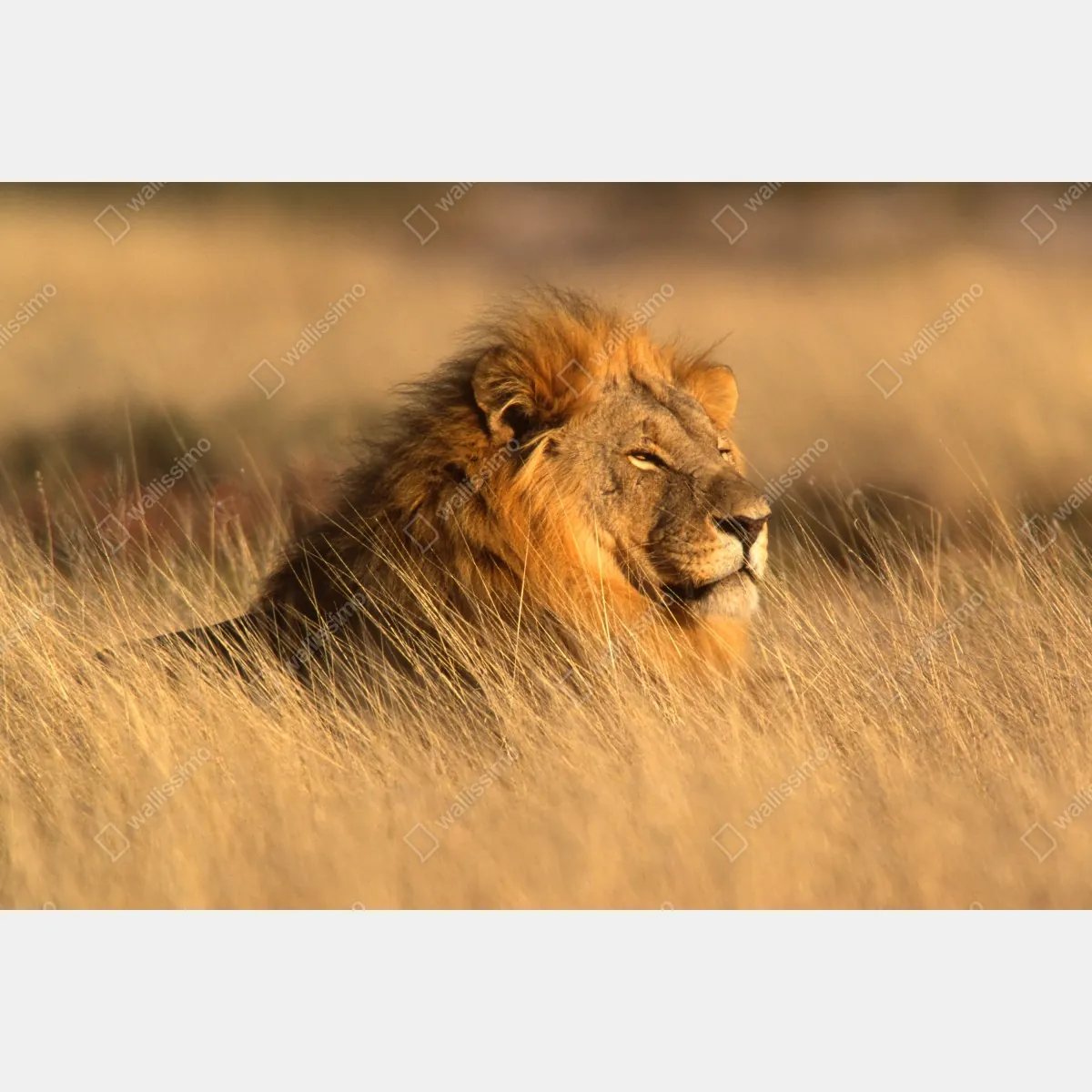 Fototapeta majestatyczny lew w wysokiej trawie – Wallissimo® Fototapeta majestatyczny lew w wysokiej trawie – Wallissimo®