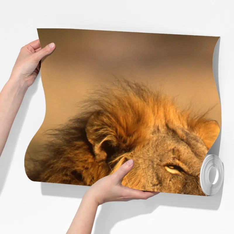 Fototapeta majestatyczny lew w wysokiej trawie – Wallissimo® Fototapeta majestatyczny lew w wysokiej trawie – Wallissimo®