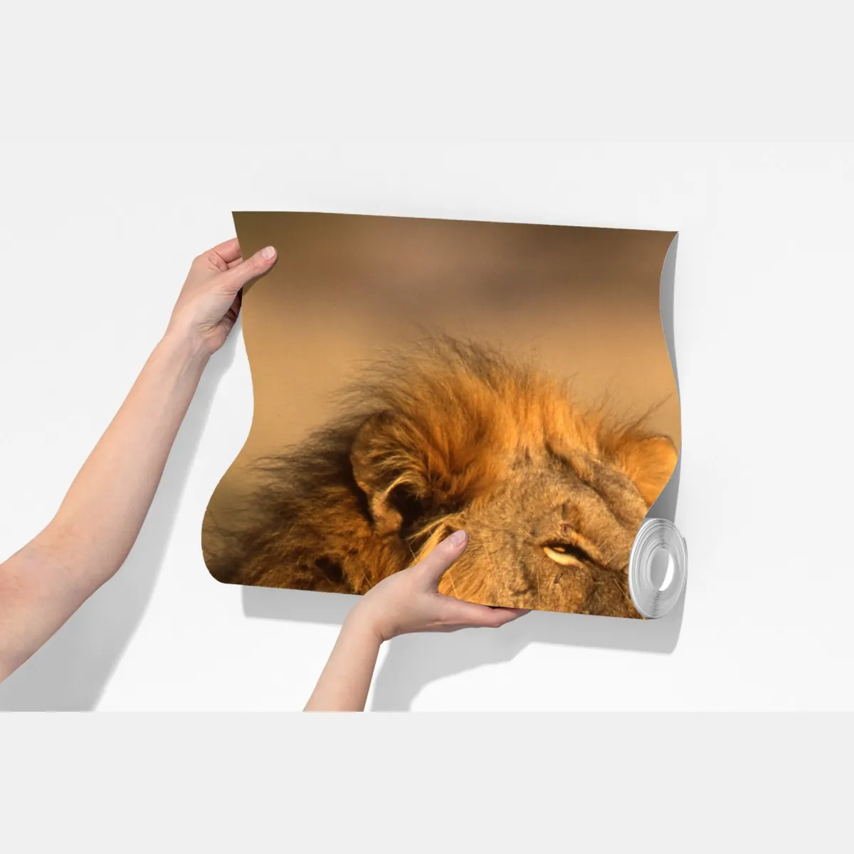 Fototapeta majestatyczny lew w wysokiej trawie – Wallissimo® Fototapeta majestatyczny lew w wysokiej trawie – Wallissimo®