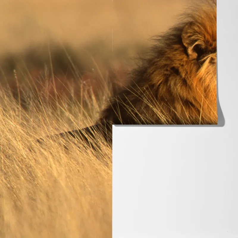 Fototapeta majestatyczny lew w wysokiej trawie – Wallissimo® Fototapeta majestatyczny lew w wysokiej trawie – Wallissimo®