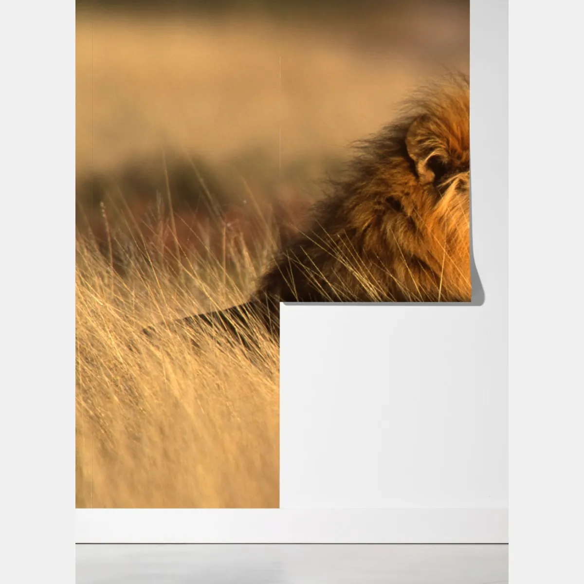 Fototapeta majestatyczny lew w wysokiej trawie – Wallissimo® Fototapeta majestatyczny lew w wysokiej trawie – Wallissimo®