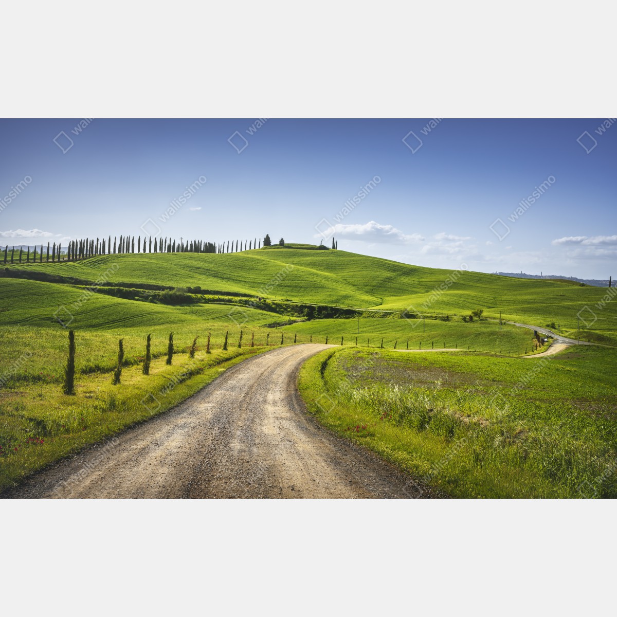 Fototapeta wiejska droga w Toskanii przez zielone wzgórza – Wallissimo® Fototapeta wiejska droga w Toskanii przez zielone wzgórza – Wallissimo®