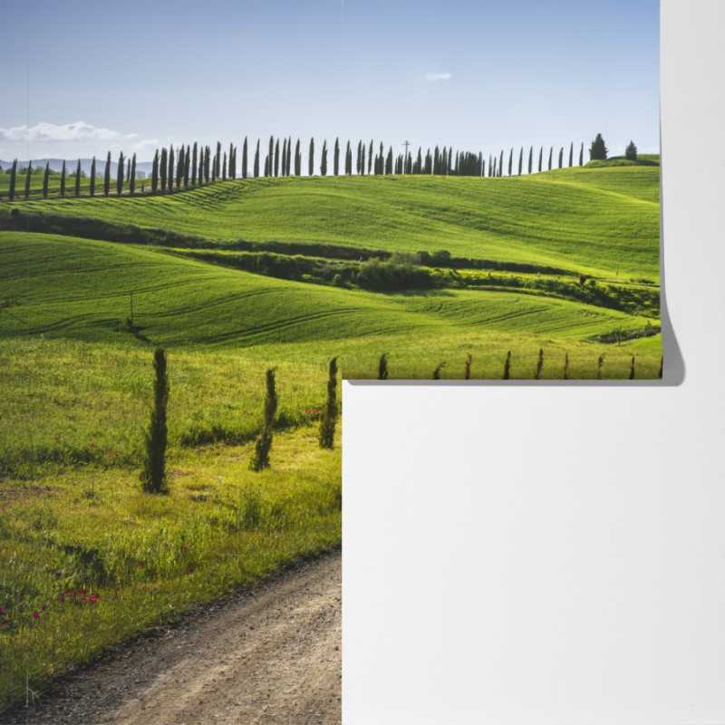 Fototapeta wiejska droga w Toskanii przez zielone wzgórza – Wallissimo® Fototapeta wiejska droga w Toskanii przez zielone wzgórza – Wallissimo®