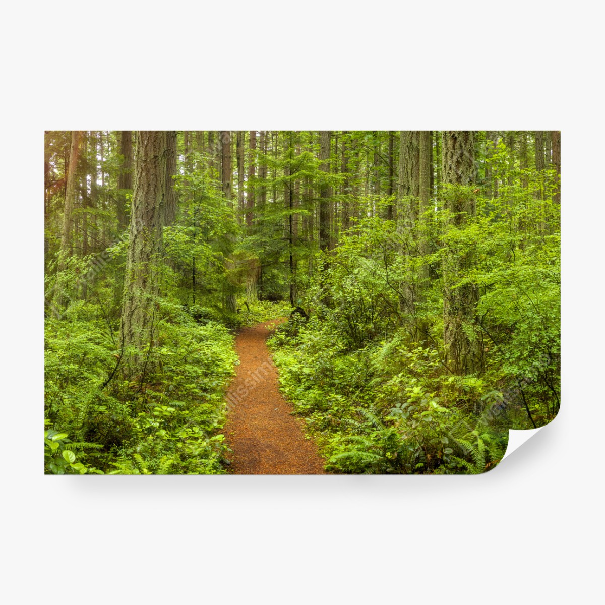 Fototapeta spokojna leśna ścieżka – Wallissimo® Fototapeta spokojna leśna ścieżka – Wallissimo®