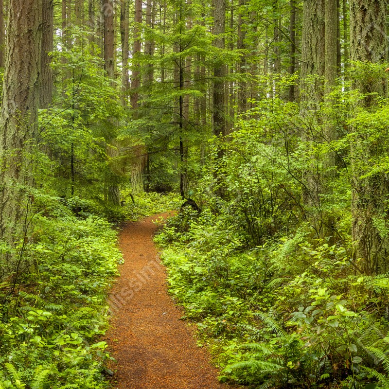 Fototapeta spokojna leśna ścieżka – Wallissimo® Fototapeta spokojna leśna ścieżka – Wallissimo®