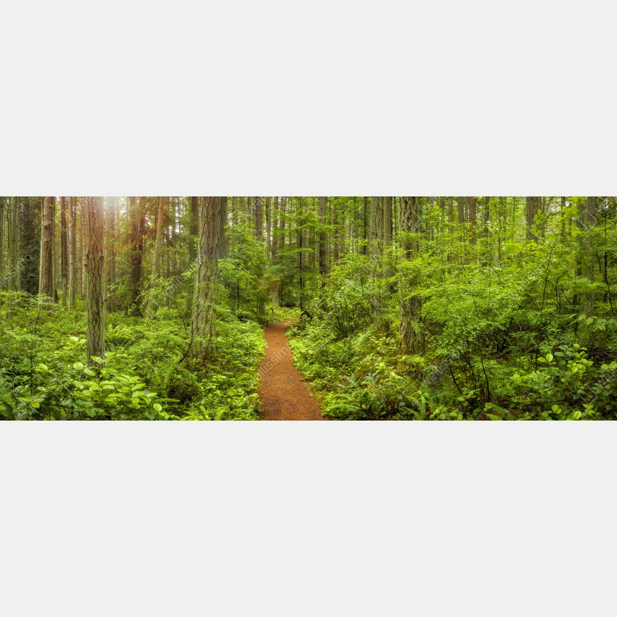 Fototapeta spokojna leśna ścieżka – Wallissimo® Fototapeta spokojna leśna ścieżka – Wallissimo®