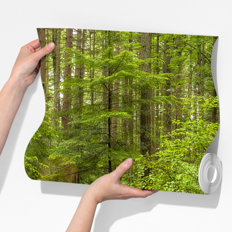 Fototapeta spokojna leśna ścieżka – Wallissimo® Fototapeta spokojna leśna ścieżka – Wallissimo®