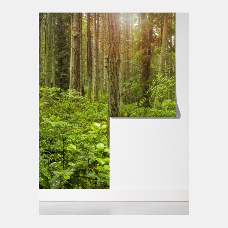 Fototapeta spokojna leśna ścieżka – Wallissimo® Fototapeta spokojna leśna ścieżka – Wallissimo®