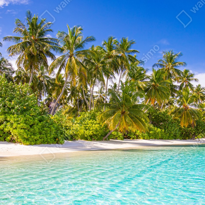 Fototapeta tropikalna plaża z palmami – Wallissimo® Fototapeta tropikalna plaża z palmami – Wallissimo®