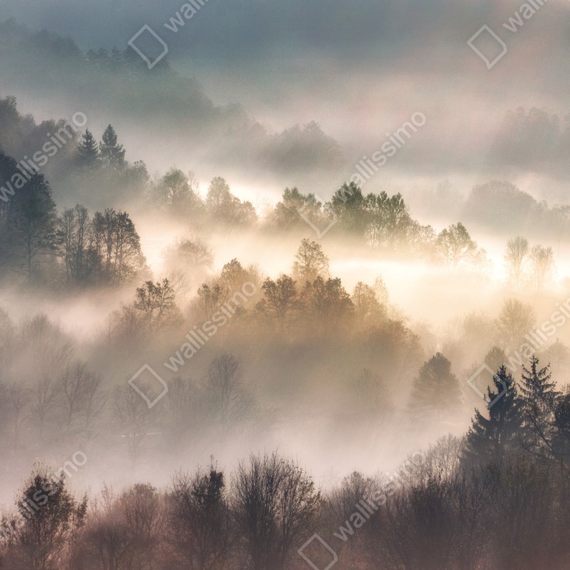 Fototapeta mglisty las o świcie – Wallissimo® Fototapeta mglisty las o świcie – Wallissimo®
