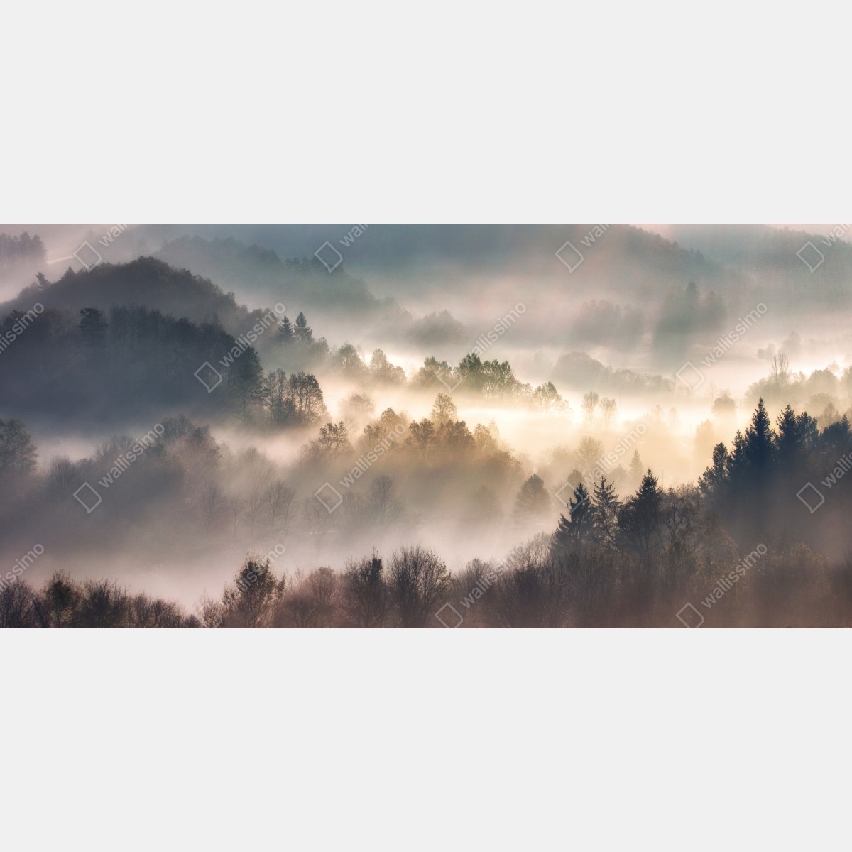 Fototapeta mglisty las o świcie – Wallissimo® Fototapeta mglisty las o świcie – Wallissimo®