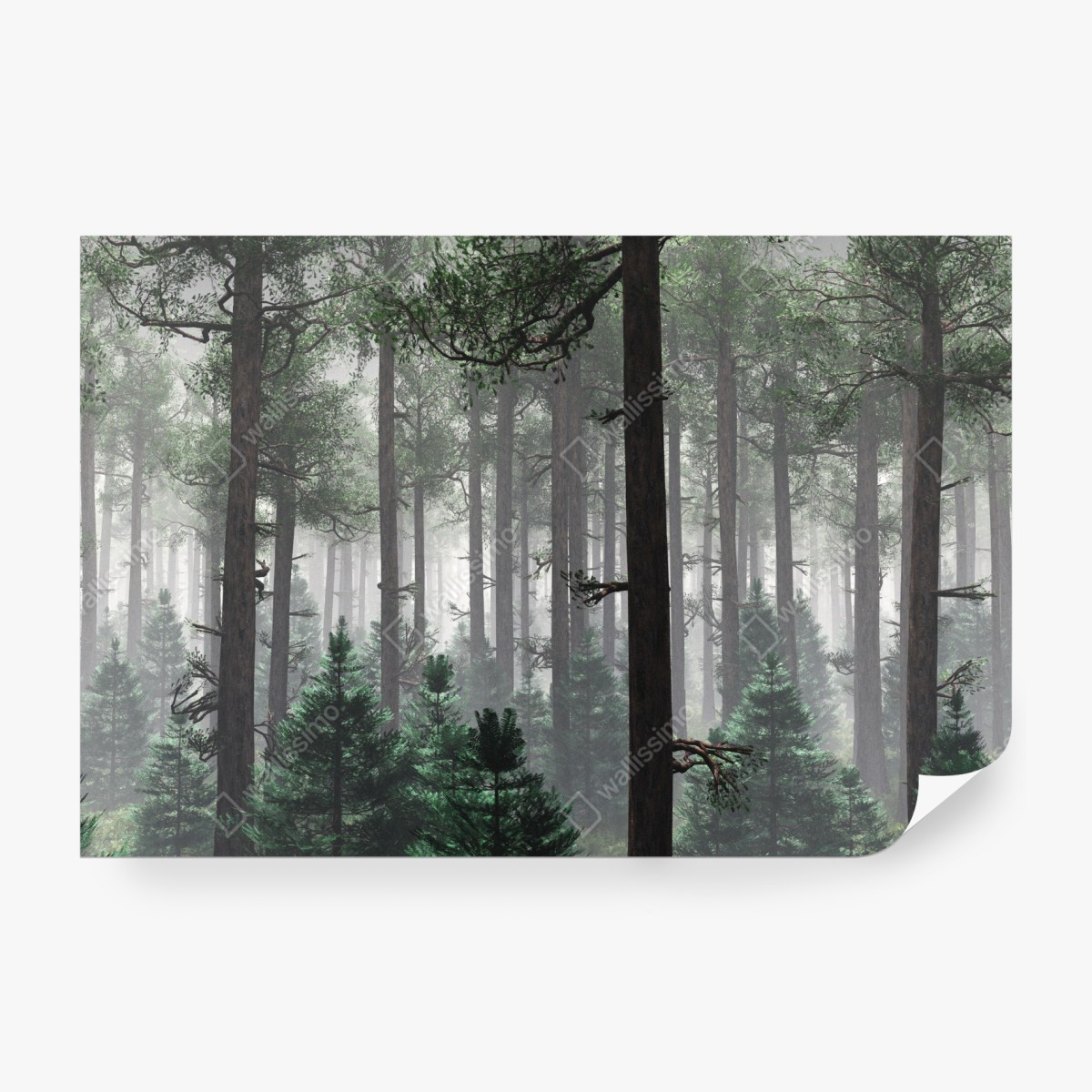 Fototapeta mglisty iglasty las – Wallissimo® Fototapeta mglisty iglasty las – Wallissimo®