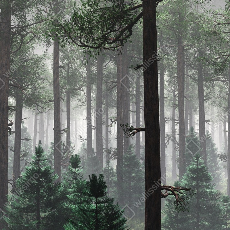 Fototapeta mglisty iglasty las – Wallissimo® Fototapeta mglisty iglasty las – Wallissimo®