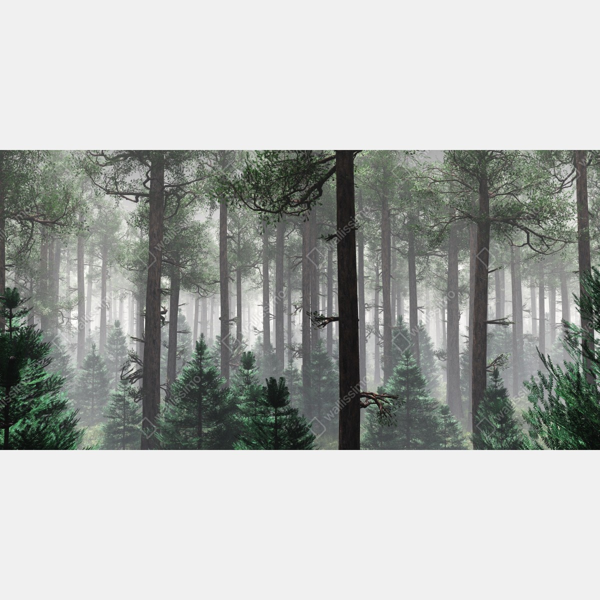 Fototapeta mglisty iglasty las – Wallissimo® Fototapeta mglisty iglasty las – Wallissimo®