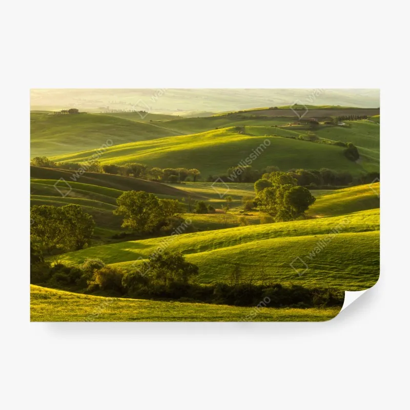 Wall mural sunlit rolling green hills