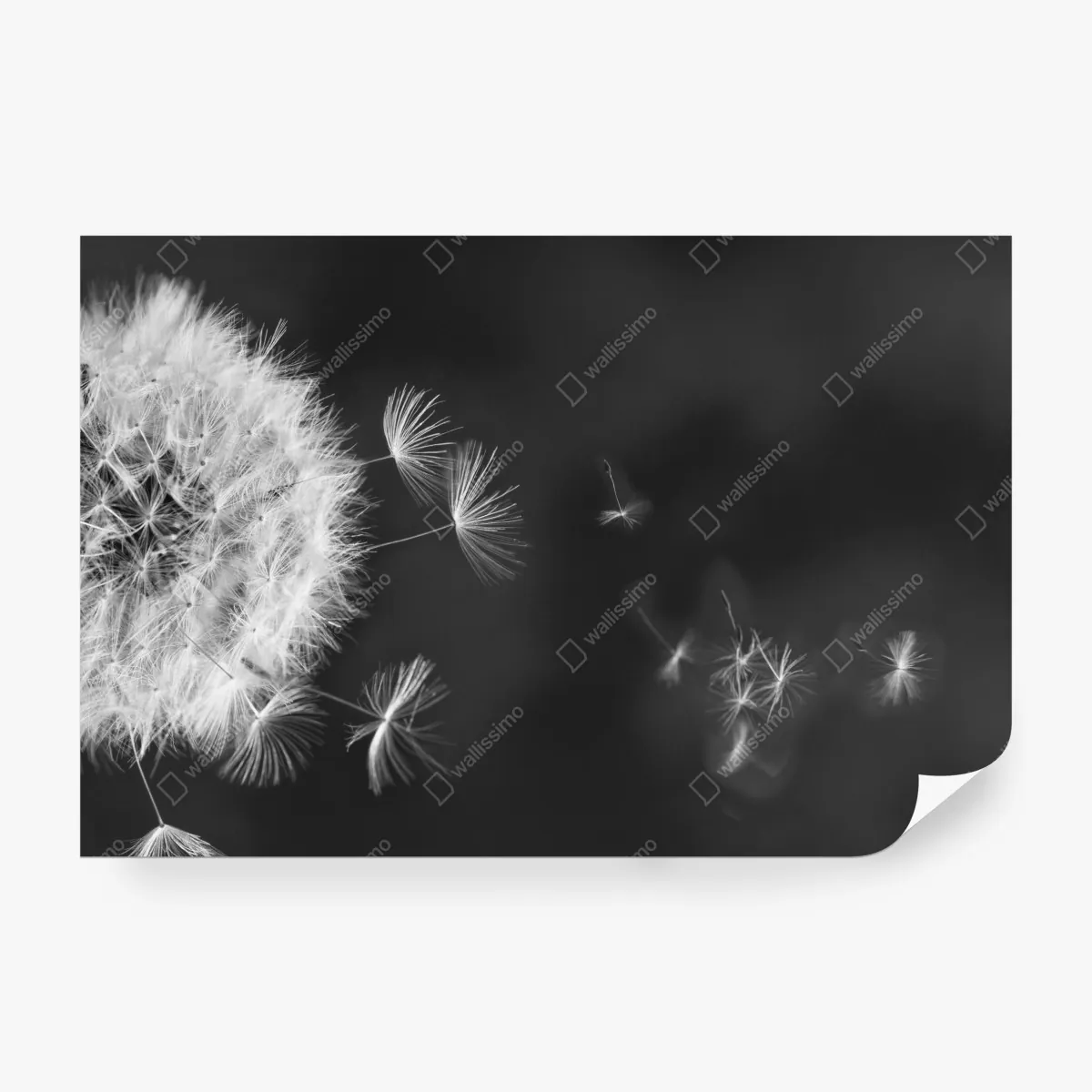 Fototapeta unoszące się nasiona mniszka – Wallissimo® Fototapeta unoszące się nasiona mniszka – Wallissimo®