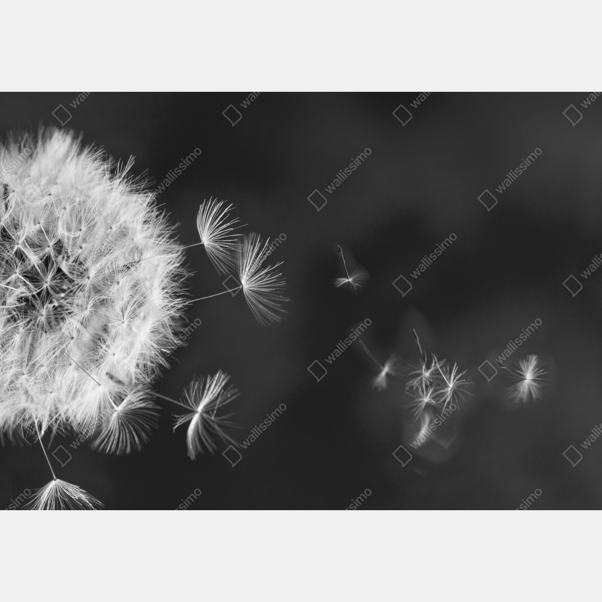 Fototapeta unoszące się nasiona mniszka – Wallissimo® Fototapeta unoszące się nasiona mniszka – Wallissimo®