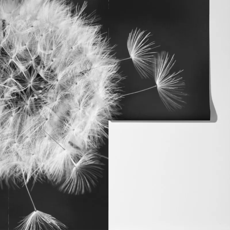 Fototapeta unoszące się nasiona mniszka – Wallissimo® Fototapeta unoszące się nasiona mniszka – Wallissimo®