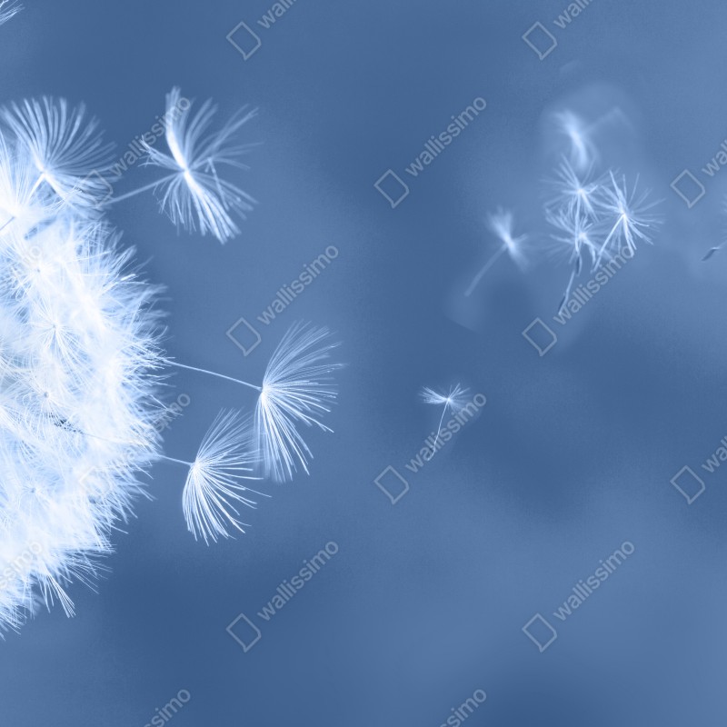 Fototapeta delikatne nasiona dmuchawca w odcieniach niebieskiego – Wallissimo® Fototapeta delikatne nasiona dmuchawca w odcieniach niebieskiego – Wallissimo®