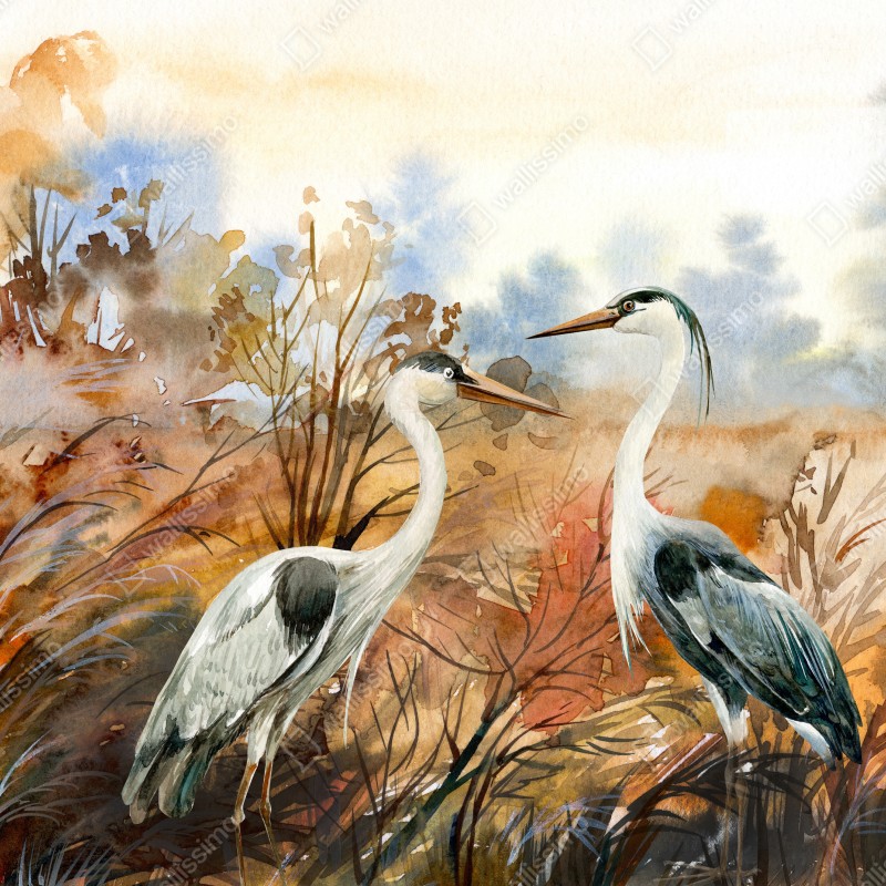 Fototapeta dwie czaple na jesiennym mokradle – Wallissimo® Fototapeta dwie czaple na jesiennym mokradle – Wallissimo®