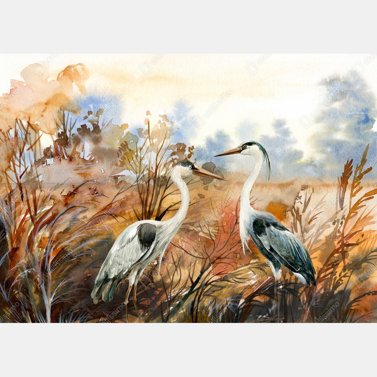 Fototapeta dwie czaple na jesiennym mokradle – Wallissimo® Fototapeta dwie czaple na jesiennym mokradle – Wallissimo®