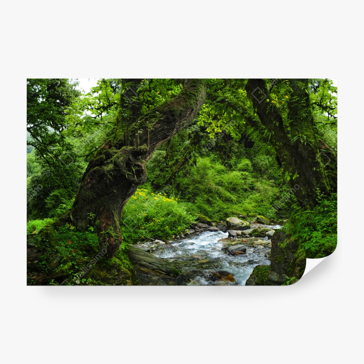 Fototapeta mszysty leśny strumień panorama – Wallissimo® Fototapeta mszysty leśny strumień panorama – Wallissimo®