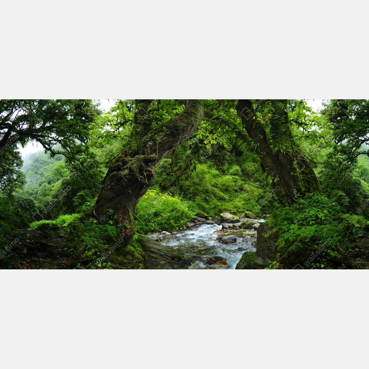 Fototapeta mszysty leśny strumień panorama – Wallissimo® Fototapeta mszysty leśny strumień panorama – Wallissimo®