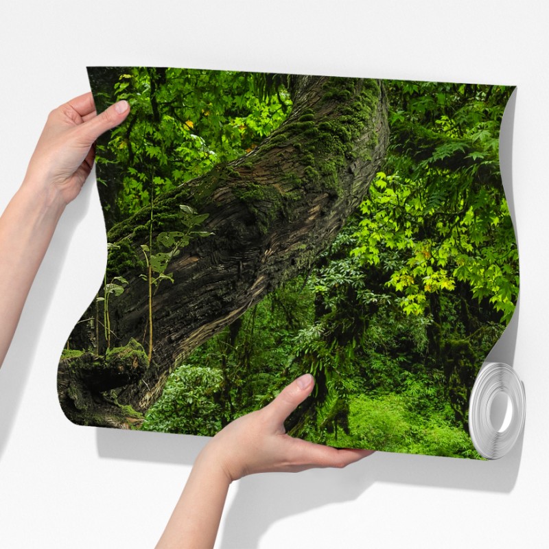 Fototapeta mszysty leśny strumień panorama – Wallissimo® Fototapeta mszysty leśny strumień panorama – Wallissimo®