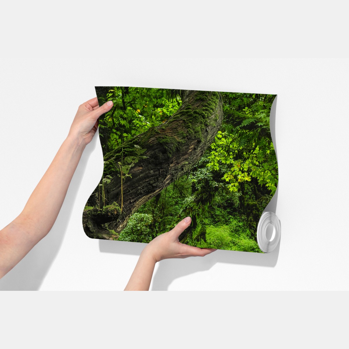 Fototapeta mszysty leśny strumień panorama – Wallissimo® Fototapeta mszysty leśny strumień panorama – Wallissimo®