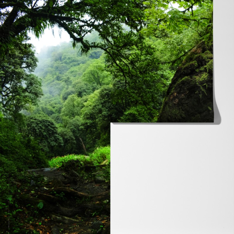 Fototapeta mszysty leśny strumień panorama – Wallissimo® Fototapeta mszysty leśny strumień panorama – Wallissimo®