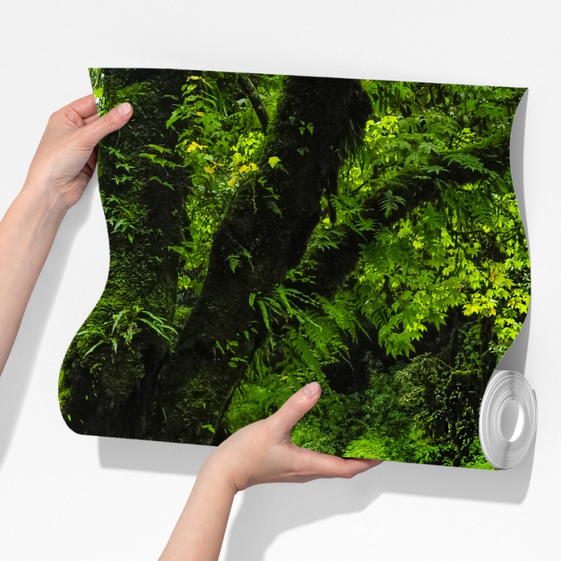 Fototapeta bujny zielony wodospad w lesie – Wallissimo® Fototapeta bujny zielony wodospad w lesie – Wallissimo®