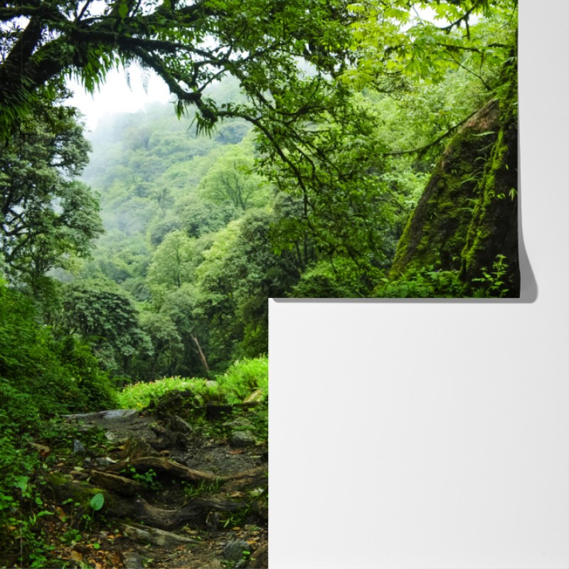 Fototapeta bujny zielony wodospad w lesie – Wallissimo® Fototapeta bujny zielony wodospad w lesie – Wallissimo®