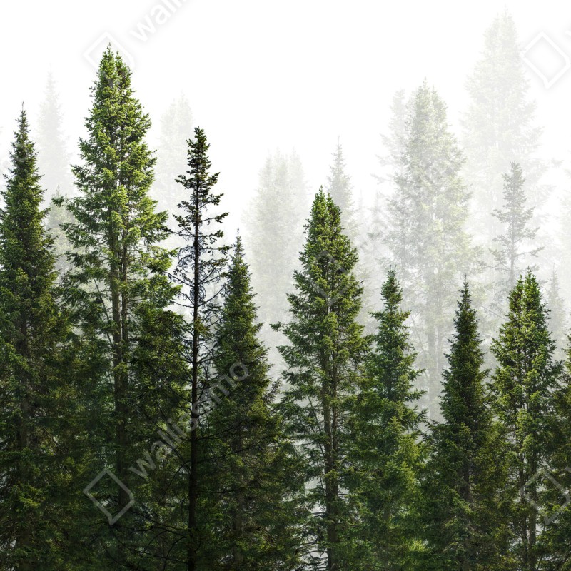 Fototapeta mglisty las jodłowy – Wallissimo® Fototapeta mglisty las jodłowy – Wallissimo®
