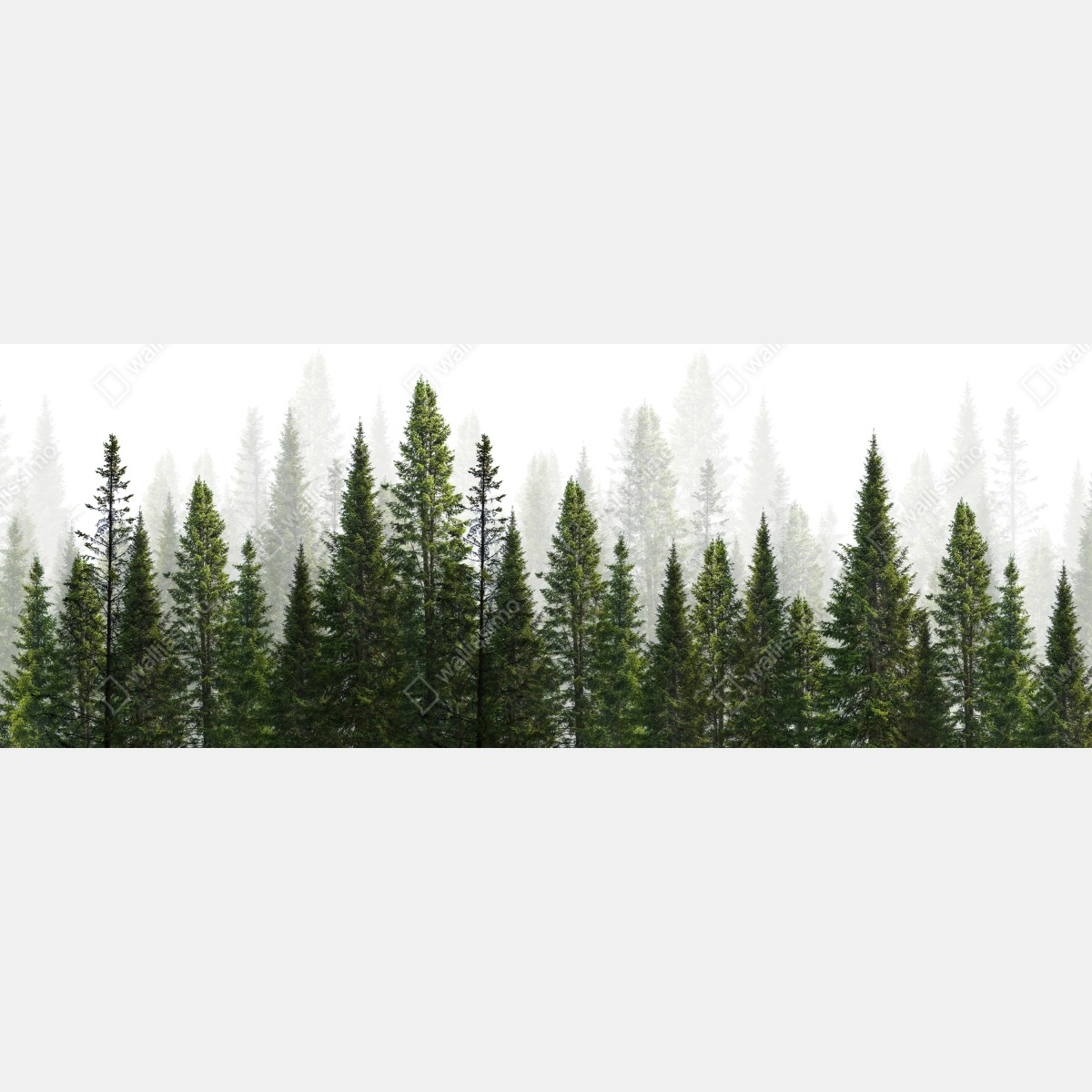 Fototapeta mglisty las jodłowy – Wallissimo® Fototapeta mglisty las jodłowy – Wallissimo®