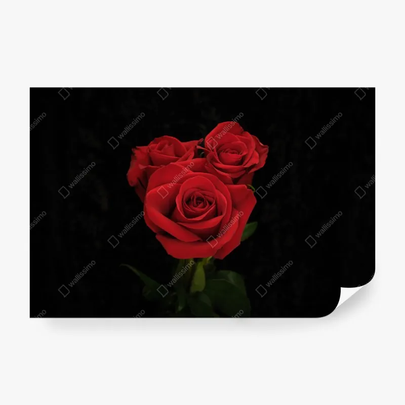 Wall mural red roses on black background
