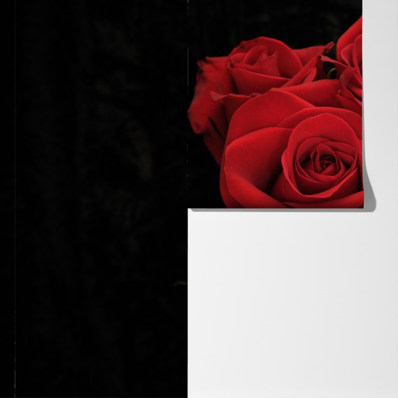 Fototapeta czerwone róże na czarnym tle – Wallissimo® Fototapeta czerwone róże na czarnym tle – Wallissimo®