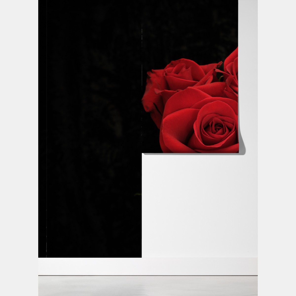 Fototapeta czerwone róże na czarnym tle – Wallissimo® Fototapeta czerwone róże na czarnym tle – Wallissimo®