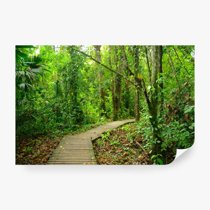Wall mural tropical boardwalk through lush forest